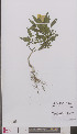  (Antirrhinum majus - L 0895146)  @11 [ ] CreativeCommons - Attribution Non-Commercial Share-Alike (2012) Naturalis Biodiversity center Naturalis Biodiversity center