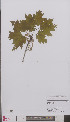  ( - L 0895519)  @11 [ ] CreativeCommons - Attribution Non-Commercial Share-Alike (2012) Naturalis Biodiversity center Naturalis Biodiversity center