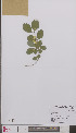  ( - L 0895513)  @11 [ ] CreativeCommons - Attribution Non-Commercial Share-Alike (2012) Naturalis Biodiversity center Naturalis Biodiversity center