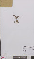  ( - L 0895511)  @11 [ ] CreativeCommons - Attribution Non-Commercial Share-Alike (2012) Naturalis Biodiversity center Naturalis Biodiversity center