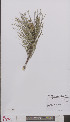  ( - L 0895509)  @11 [ ] CreativeCommons - Attribution Non-Commercial Share-Alike (2012) Naturalis Biodiversity center Naturalis Biodiversity center