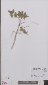  ( - L 0895268)  @11 [ ] CreativeCommons - Attribution Non-Commercial Share-Alike (2012) Naturalis Biodiversity center Naturalis Biodiversity center