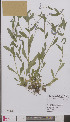  ( - L 0895300)  @11 [ ] CreativeCommons - Attribution Non-Commercial Share-Alike (2012) Naturalis Biodiversity center Naturalis Biodiversity center