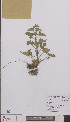  (Scrophularia vernalis - L 0895235)  @11 [ ] CreativeCommons - Attribution Non-Commercial Share-Alike (2012) Naturalis Biodiversity center Naturalis Biodiversity center