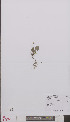  ( - L 0895237)  @11 [ ] CreativeCommons - Attribution Non-Commercial Share-Alike (2012) Naturalis Biodiversity center Naturalis Biodiversity center