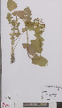  (Smyrnium - L 0895329)  @11 [ ] CreativeCommons - Attribution Non-Commercial Share-Alike (2012) Naturalis Biodiversity center Naturalis Biodiversity center