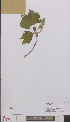  ( - L 0895343)  @11 [ ] CreativeCommons - Attribution Non-Commercial Share-Alike (2012) Naturalis Biodiversity center Naturalis Biodiversity center