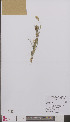  (Carex ligerica - L 0895359)  @11 [ ] CreativeCommons - Attribution Non-Commercial Share-Alike (2012) Naturalis Biodiversity center Naturalis Biodiversity center