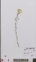  ( - L 0895374)  @11 [ ] CreativeCommons - Attribution Non-Commercial Share-Alike (2012) Naturalis Biodiversity center Naturalis Biodiversity center