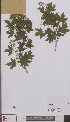  ( - L 0895382)  @11 [ ] CreativeCommons - Attribution Non-Commercial Share-Alike (2012) Naturalis Biodiversity center Naturalis Biodiversity center