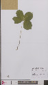  ( - L 0895384)  @11 [ ] CreativeCommons - Attribution Non-Commercial Share-Alike (2012) Naturalis Biodiversity center Naturalis Biodiversity center