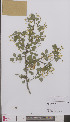  ( - L 0895387)  @11 [ ] CreativeCommons - Attribution Non-Commercial Share-Alike (2012) Naturalis Biodiversity center Naturalis Biodiversity center