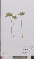  ( - L 0895408)  @11 [ ] CreativeCommons - Attribution Non-Commercial Share-Alike (2012) Naturalis Biodiversity center Naturalis Biodiversity center