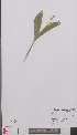  ( - L 0895445)  @11 [ ] CreativeCommons - Attribution Non-Commercial Share-Alike (2012) Naturalis Biodiversity center Naturalis Biodiversity center