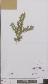  (Buxus sempervirens - L 0895446)  @11 [ ] CreativeCommons - Attribution Non-Commercial Share-Alike (2012) Naturalis Biodiversity center Naturalis Biodiversity center