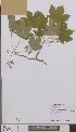  ( - L 0895448)  @11 [ ] CreativeCommons - Attribution Non-Commercial Share-Alike (2012) Naturalis Biodiversity center Naturalis Biodiversity center