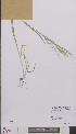  ( - L 0895485)  @11 [ ] CreativeCommons - Attribution Non-Commercial Share-Alike (2012) Naturalis Biodiversity center Naturalis Biodiversity center