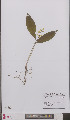  ( - L 0895525)  @11 [ ] CreativeCommons - Attribution Non-Commercial Share-Alike (2012) Naturalis Biodiversity center Naturalis Biodiversity center