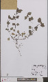  ( - L 0895526)  @11 [ ] CreativeCommons - Attribution Non-Commercial Share-Alike (2012) Naturalis Biodiversity center Naturalis Biodiversity center