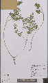  ( - L 0895534)  @11 [ ] CreativeCommons - Attribution Non-Commercial Share-Alike (2012) Naturalis Biodiversity center Naturalis Biodiversity center