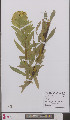  ( - L 0895540)  @11 [ ] CreativeCommons - Attribution Non-Commercial Share-Alike (2012) Naturalis Biodiversity center Naturalis Biodiversity center