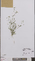  ( - L 0895545)  @11 [ ] CreativeCommons - Attribution Non-Commercial Share-Alike (2012) Naturalis Biodiversity center Naturalis Biodiversity center