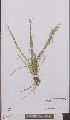  ( - L 0895551)  @11 [ ] CreativeCommons - Attribution Non-Commercial Share-Alike (2012) Naturalis Biodiversity center Naturalis Biodiversity center