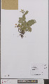  ( - L 0895567)  @11 [ ] CreativeCommons - Attribution Non-Commercial Share-Alike (2012) Naturalis Biodiversity center Naturalis Biodiversity center