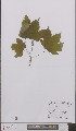  ( - L 0895586)  @11 [ ] CreativeCommons - Attribution Non-Commercial Share-Alike (2012) Naturalis Biodiversity center Naturalis Biodiversity center