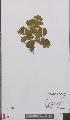  ( - L 0895587)  @11 [ ] CreativeCommons - Attribution Non-Commercial Share-Alike (2012) Naturalis Biodiversity center Naturalis Biodiversity center