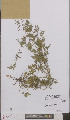  ( - L 0895653)  @11 [ ] CreativeCommons - Attribution Non-Commercial Share-Alike (2012) Naturalis Biodiversity center Naturalis Biodiversity center