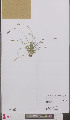  ( - L 0895644)  @11 [ ] CreativeCommons - Attribution Non-Commercial Share-Alike (2012) Naturalis Biodiversity center Naturalis Biodiversity center