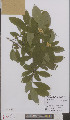  ( - L 0895629)  @11 [ ] CreativeCommons - Attribution Non-Commercial Share-Alike (2012) Naturalis Biodiversity center Naturalis Biodiversity center