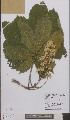  ( - L 0895627)  @11 [ ] CreativeCommons - Attribution Non-Commercial Share-Alike (2012) Naturalis Biodiversity center Naturalis Biodiversity center