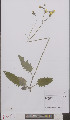  ( - L 0895617)  @11 [ ] CreativeCommons - Attribution Non-Commercial Share-Alike (2012) Naturalis Biodiversity center Naturalis Biodiversity center