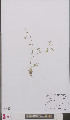  ( - L 0895685)  @11 [ ] CreativeCommons - Attribution Non-Commercial Share-Alike (2012) Naturalis Biodiversity center Naturalis Biodiversity center