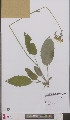  (Hieracium murorum exotericoides - L 0895702)  @11 [ ] CreativeCommons - Attribution Non-Commercial Share-Alike (2012) Naturalis Biodiversity center Naturalis Biodiversity center