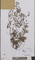  ( - L 0895710)  @11 [ ] CreativeCommons - Attribution Non-Commercial Share-Alike (2012) Naturalis Biodiversity center Naturalis Biodiversity center