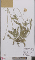  ( - L 0895713)  @11 [ ] CreativeCommons - Attribution Non-Commercial Share-Alike (2012) Naturalis Biodiversity center Naturalis Biodiversity center