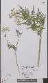  ( - L 0895720)  @11 [ ] CreativeCommons - Attribution Non-Commercial Share-Alike (2012) Naturalis Biodiversity center Naturalis Biodiversity center