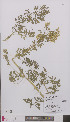  ( - L 0895831)  @11 [ ] CreativeCommons - Attribution Non-Commercial Share-Alike (2012) Naturalis Biodiversity center Naturalis Biodiversity center