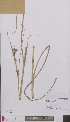  ( - L 0895833)  @11 [ ] CreativeCommons - Attribution Non-Commercial Share-Alike (2012) Naturalis Biodiversity center Naturalis Biodiversity center