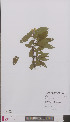  ( - L 0895837)  @11 [ ] CreativeCommons - Attribution Non-Commercial Share-Alike (2012) Naturalis Biodiversity center Naturalis Biodiversity center