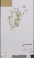  ( - L 0895804)  @11 [ ] CreativeCommons - Attribution Non-Commercial Share-Alike (2012) Naturalis Biodiversity center Naturalis Biodiversity center