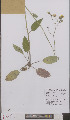  ( - L 0895796)  @11 [ ] CreativeCommons - Attribution Non-Commercial Share-Alike (2012) Naturalis Biodiversity center Naturalis Biodiversity center