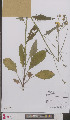  (Hieracium lachenalii batavicum - L 0895791)  @11 [ ] CreativeCommons - Attribution Non-Commercial Share-Alike (2012) Naturalis Biodiversity center Naturalis Biodiversity center