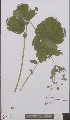  ( - L 0895788)  @11 [ ] CreativeCommons - Attribution Non-Commercial Share-Alike (2012) Naturalis Biodiversity center Naturalis Biodiversity center