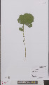  ( - L 0895783)  @11 [ ] CreativeCommons - Attribution Non-Commercial Share-Alike (2012) Naturalis Biodiversity center Naturalis Biodiversity center