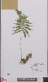  ( - L 0895768)  @11 [ ] CreativeCommons - Attribution Non-Commercial Share-Alike (2012) Naturalis Biodiversity center Naturalis Biodiversity center