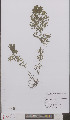  ( - L 0895755)  @11 [ ] CreativeCommons - Attribution Non-Commercial Share-Alike (2012) Naturalis Biodiversity center Naturalis Biodiversity center